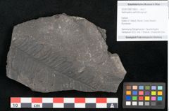 Foto (Objekt + Etikett) von Alethopteris serlii Brongniart (NHMW-GEO-2024-0188-10823)